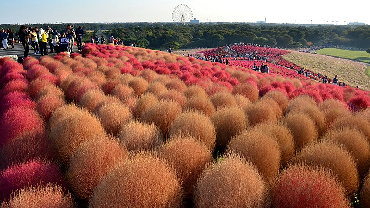 4萬株「波波草」進入最美時刻！國營常陸海濱公園秋季療癒景色登場，最佳賞花期、交通方式一次看