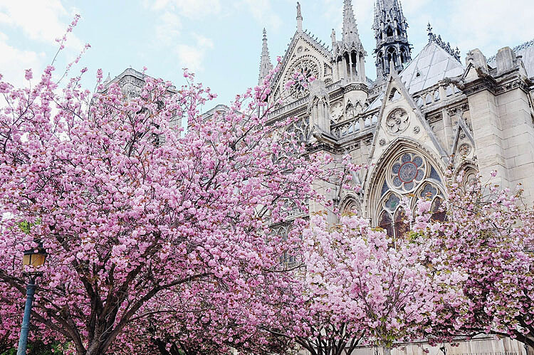 巴黎聖母院旁的小櫻花林